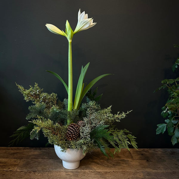 Amaryllis & Evergreens