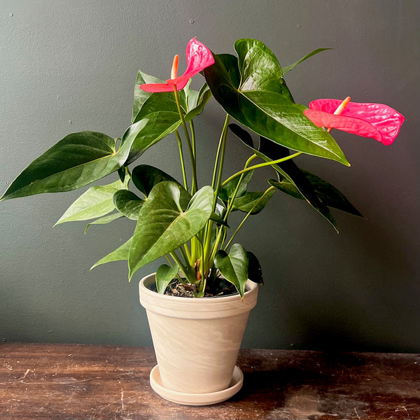 Anthurium