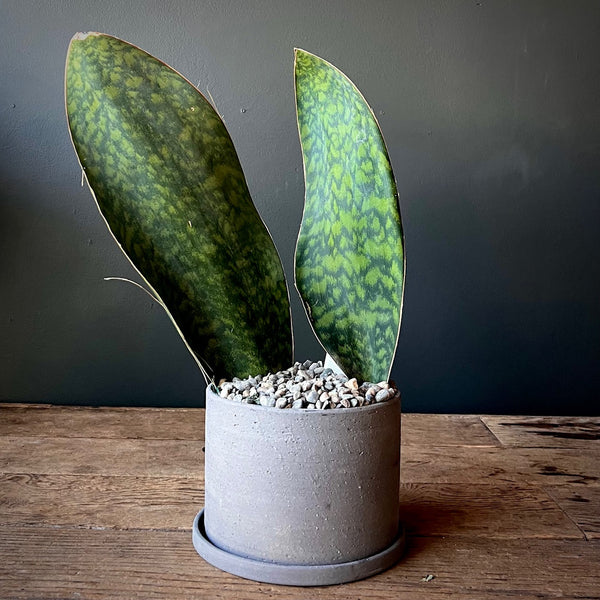 Whale Fin Sansevieria