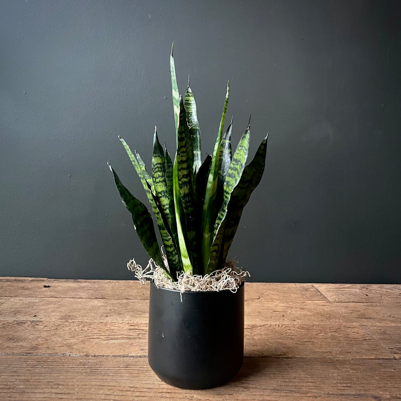 Sansevieria