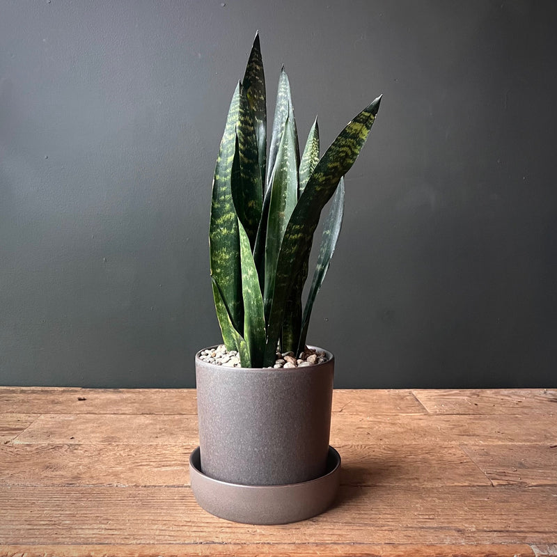 Sansevieria