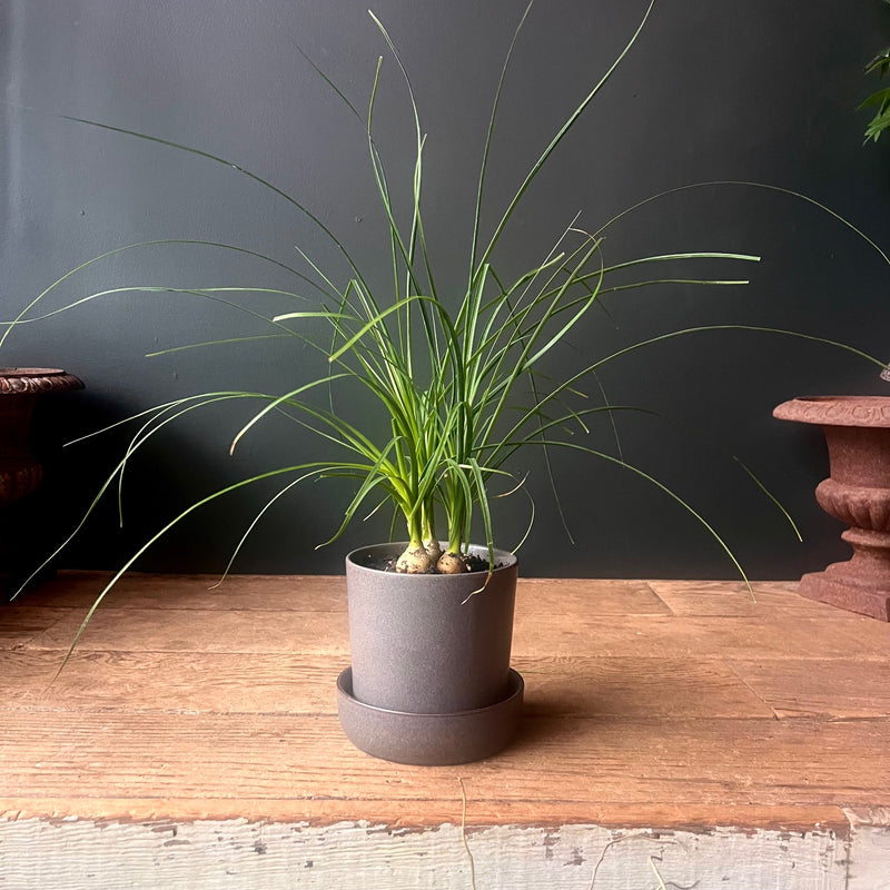 Ponytail Palm