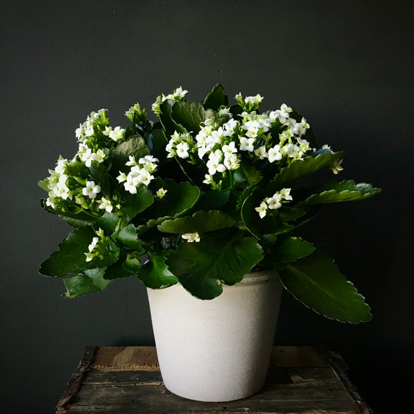 Spider Plant – Terra Bella Flowers