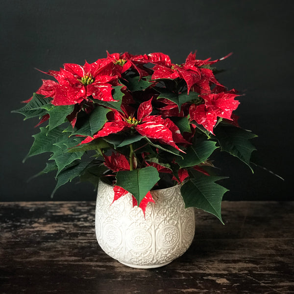 Variegated Red Poinsettia