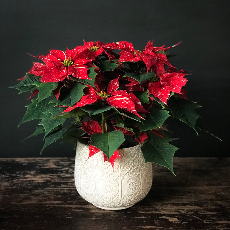 Variegated Red Poinsettia