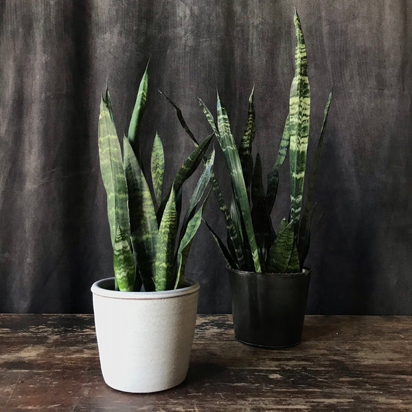 Sansevieria