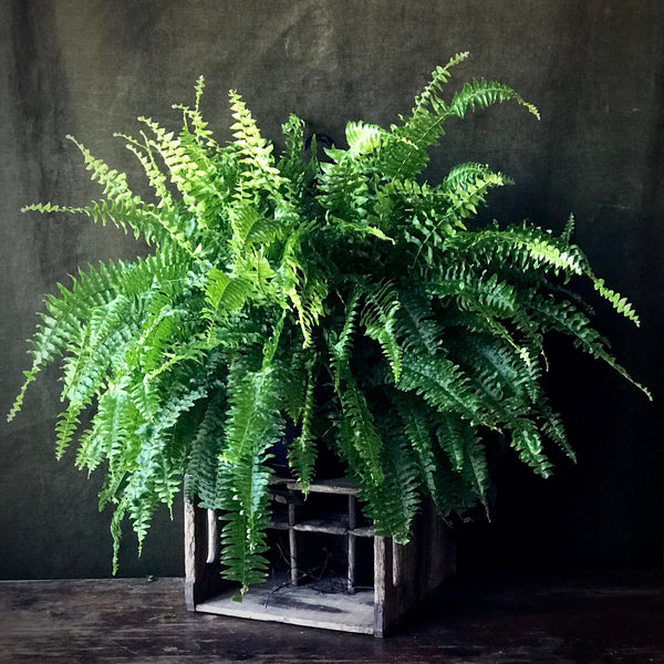 Boston Fern