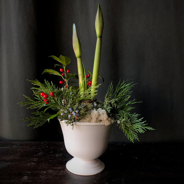 Amaryllis & Holly